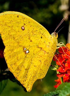 柔菲粉蝶 Phoebis rurina 进口真蝴蝶标本 未展翅原蝶 A1/A-