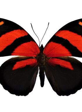 裕后图蛱蝶 Callicore cynosura 进口真蝴蝶标本未展翅原蝶 A1