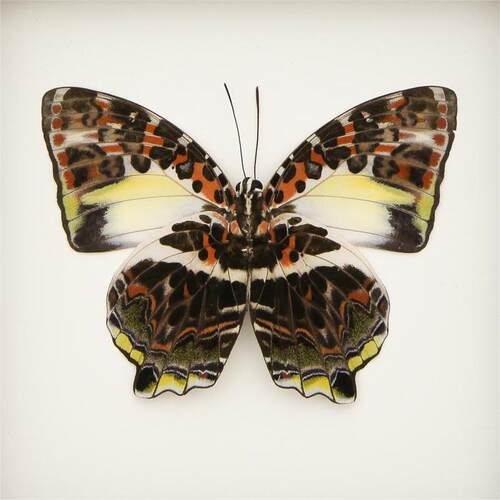 Agatasa calydonia calydonia 猫脸蛱蝶 F026 未展翅原蝶