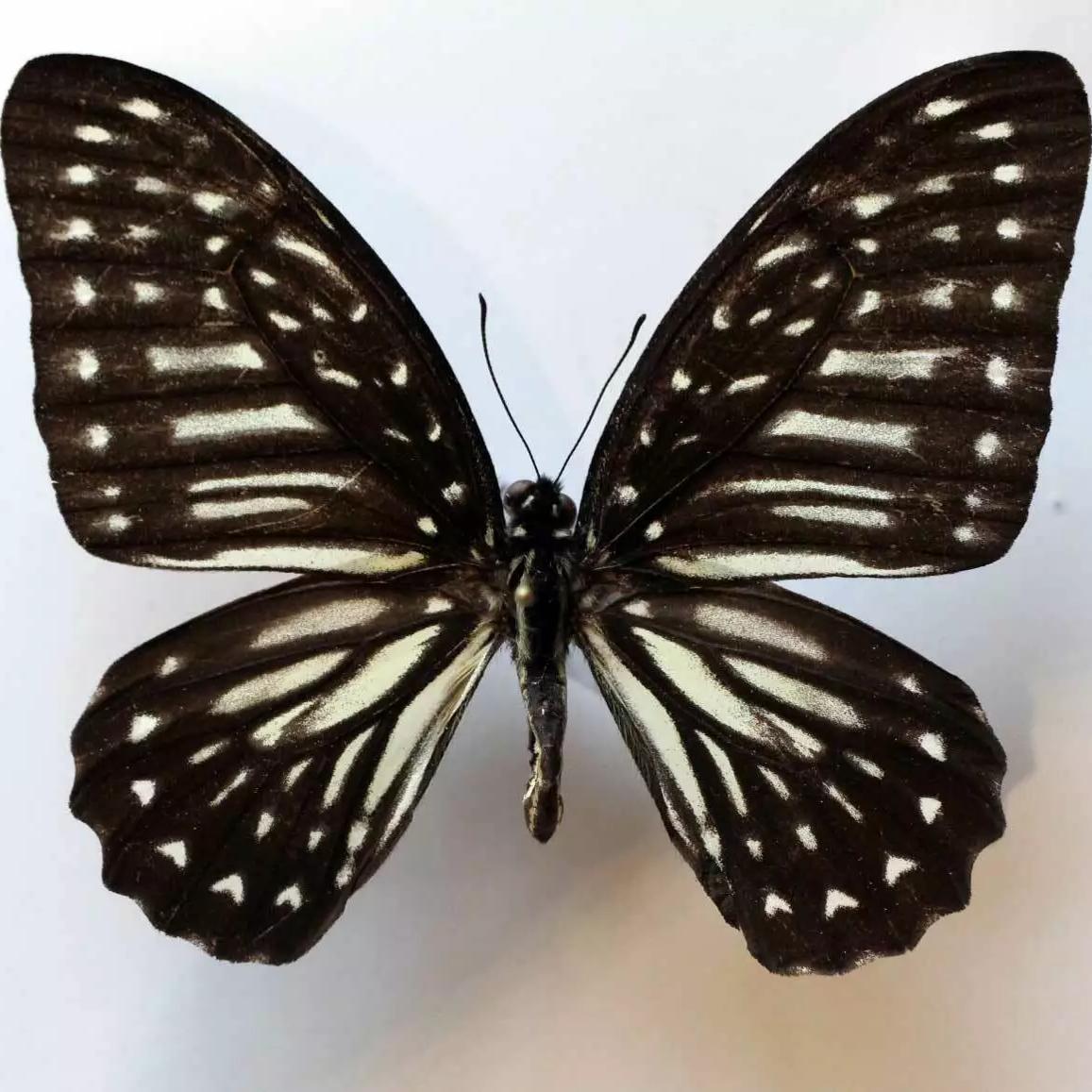 黛纹凤蝶 Graphium deucalion D028 未整姿原蝶进口真蝴蝶标本