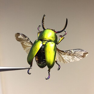 印尼金锹 Lamprima adolphinae 未整姿原虫 G019