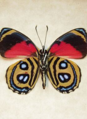 半红开心图蛱蝶CALLICORE PERISTERA未整姿原蝶  A001