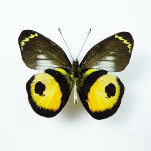 蝌蚪斑粉蝶 Delias albertisi albertisi G012 未整姿真蝴蝶标本