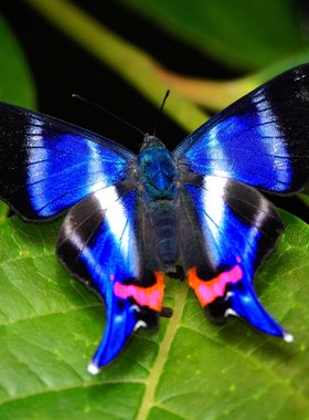 白带松蚬蝶 Rhetus Dysoni F004 未展翅原蝶