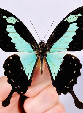 Papilio phorcas congoanus 福翠凤蝶 进口真蝴蝶标本未展翅原蝶