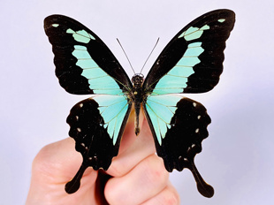 Papilio phorcas congoanus 福翠凤蝶 进口真蝴蝶标本未展翅原蝶