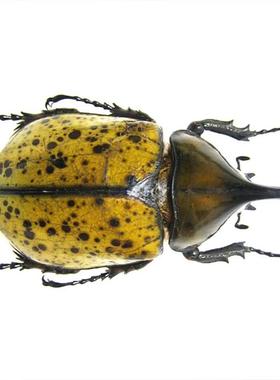 玛雅大兜 Dynastes maya +65mm 未整姿原虫 A1/A-