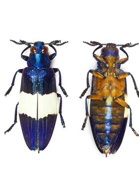 蓝色金吉丁 Chrysochroa castelnaudi castelnaudi未整姿原虫标本