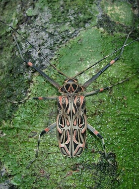 彩虹长臂天牛 55+ Acrocinus longimanus  未整姿原虫 K007