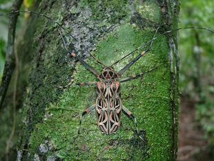 彩虹长臂天牛 真昆虫标本未整姿原虫 Acrocinus longimanus A1
