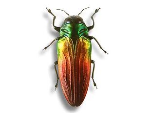 摩罗红绿吉丁虫 三色幻彩吉丁 Belionota sumptuosa 真昆虫标本A1