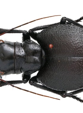 大王虎甲 Manticora latipennis 未整姿原虫 D020