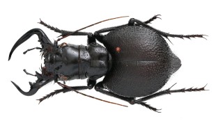 大王虎甲 latipennis 未整姿原虫 D020 Manticora