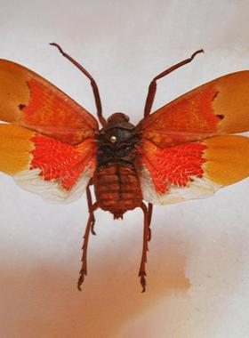 血红蜡蝉 Scamandra sanguiflua 未展翅原虫 未整姿标本 E010