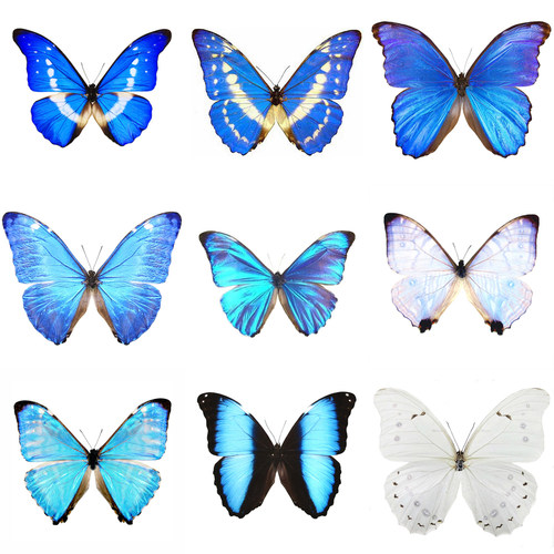 真蝴蝶标本光明女神大蓝闪蝶