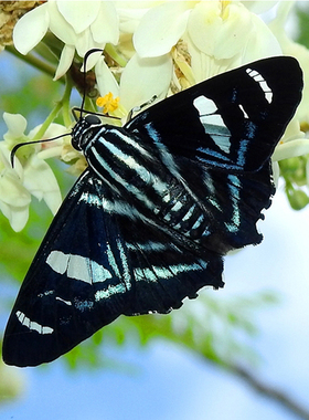 Jemadia fallax 约弄蝶 进口真蝴蝶标本未展翅原蝶 A1/A- D008