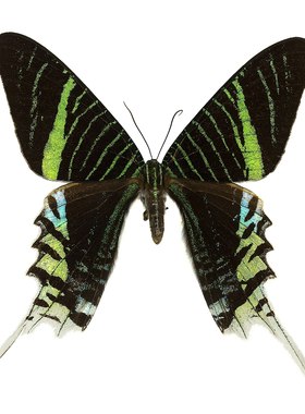 月亮蛾 Urania Leilus 未整姿原蝶  C009