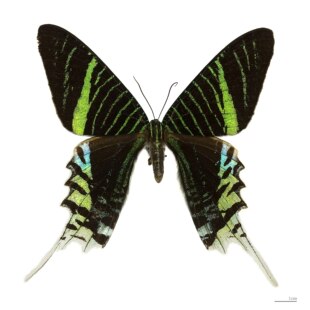 月亮蛾 Urania Leilus 真蝴蝶昆虫标本未整姿原蝶 A1