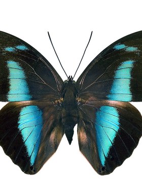 古靴蛱蝶 进口真蝴蝶标本未展翅原蝶 Prepona amphimachus A1