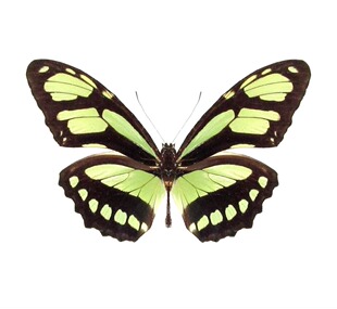 绿袖蝶 浅绿色进口真蝴蝶标本未展翅原蝶 Philaethria dido A1