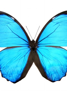 大蓝闪蝶alex亚种 Morpho Didius  alex  未整姿原蝶 H009