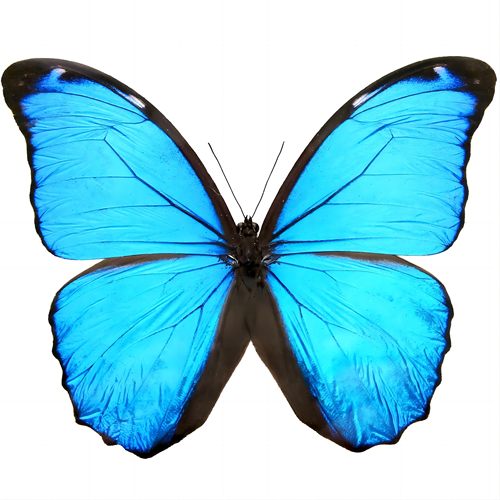 大蓝闪蝶alex亚种 Morpho Didius  alex  未整姿原蝶 H009