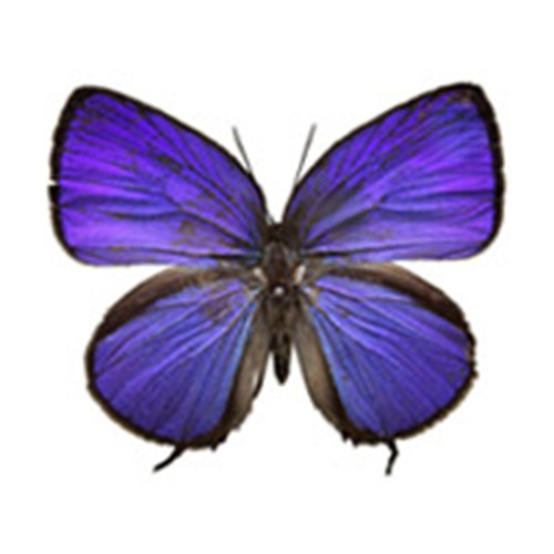 灰蝶拼盘优雅娆珍贵妩灰蝶已展翅