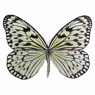大帛斑蝶Gordita亚种 G026 Idea leuconoe gordita 原蝶蝴蝶标本