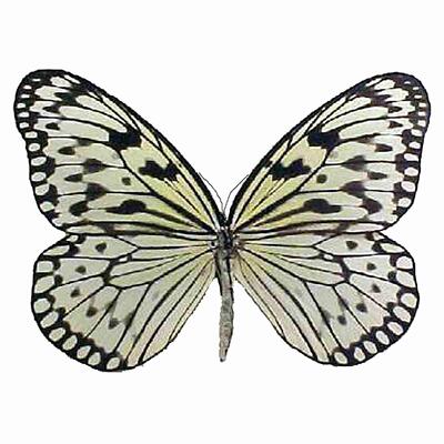 大帛斑蝶Gordita亚种 G026 Idea leuconoe gordita 原蝶蝴蝶标本