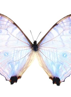 夜明珠闪蝶  Morpho sulkowskyi 进口真蝴蝶标本未展翅原蝶A1/A-