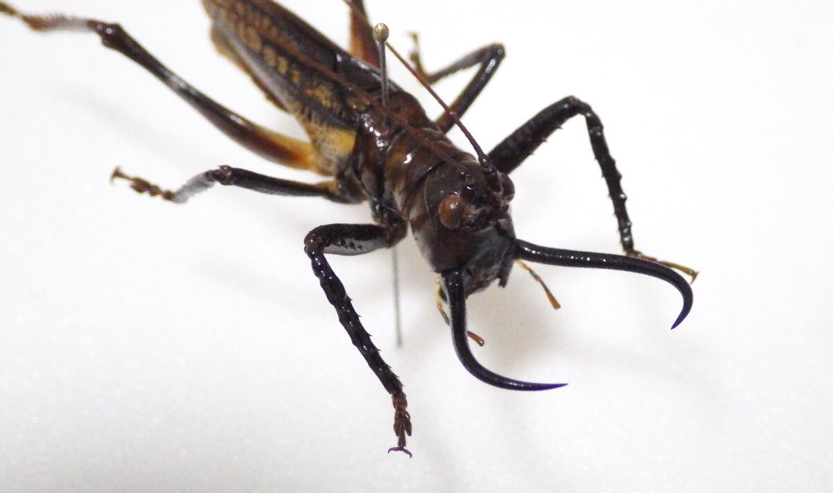剑齿虎螽斯 Dicranostomus monoceros 未整姿原虫 J010