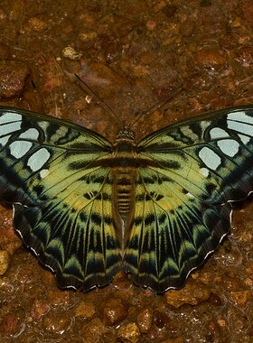 丽蛱蝶 真蝴蝶标本未展翅原蝶 Parthenos sylvia lilacinus A1