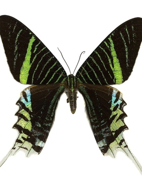 月亮蛾Urania leiluz 未展翅真蝴蝶昆虫标本原蝶  C009