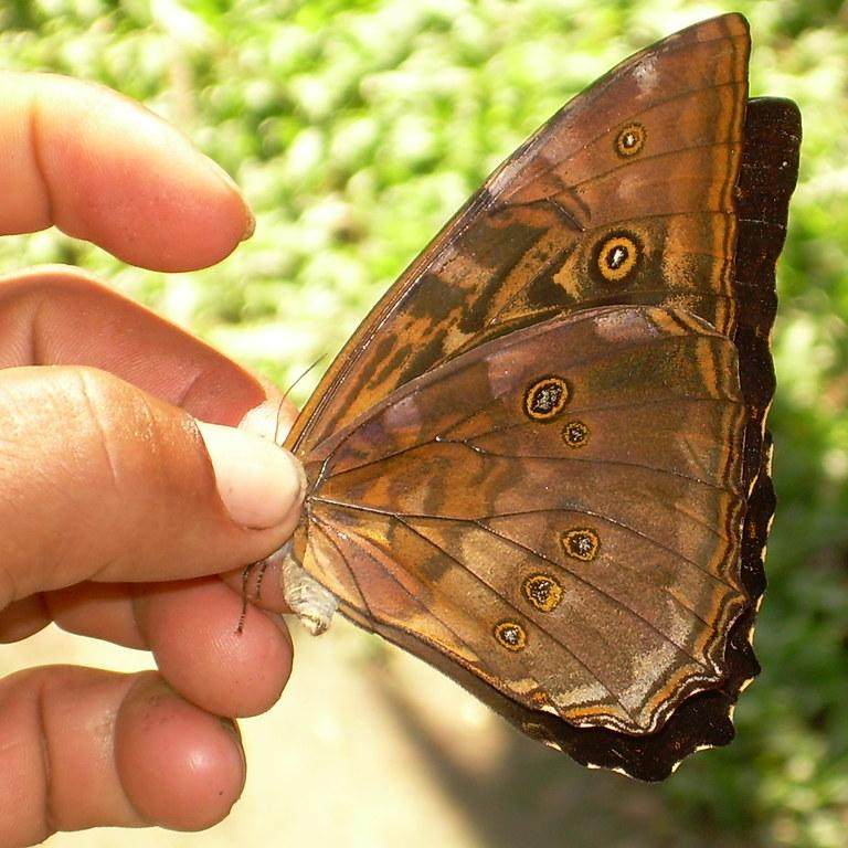黑太阳闪蝶橙色 Morpho Telemachus orange C004 未展翅标本原蝶