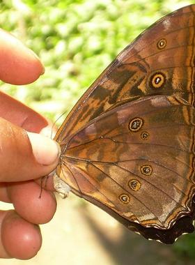 黑太阳闪蝶橙色 Morpho Telemachus orange C004 未展翅标本原蝶