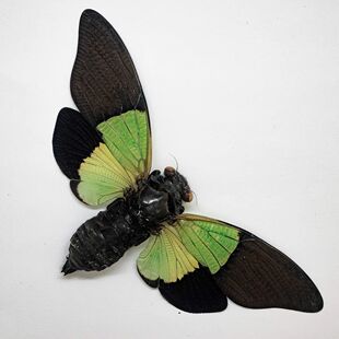 进口真昆虫标本已整姿A1 Trengganua sybylla 绿蝉