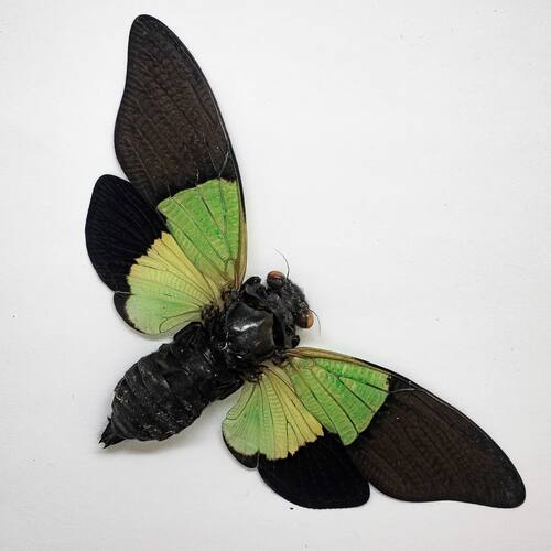 Trengganua sybylla 绿蝉   进口真昆虫标本已整姿A1/A-