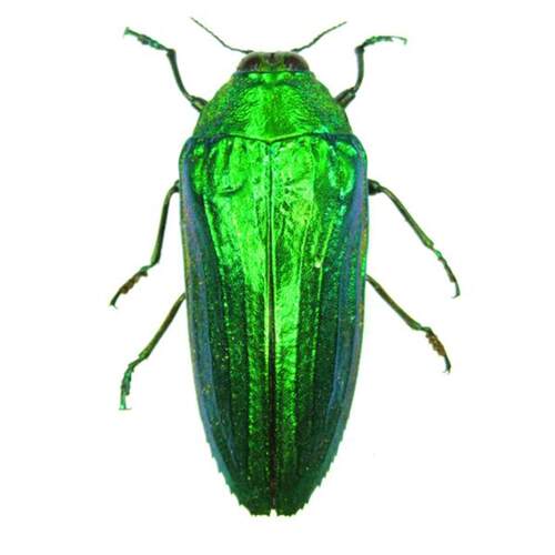 卡斯特诺迪吉丁 Callopistus castelnaudi 未整姿原虫 A1/A- E014