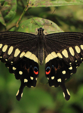 罗米凤蝶 真蝴蝶标本未展翅原蝶 Papilio lormieri lormieri A1