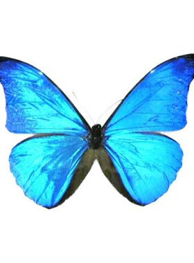 Morpho rhetenor casica 卡西美闪蝶 C005 未展翅原蝶
