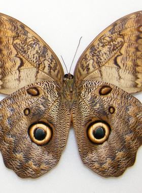 Caligo brasiliensis sulanus 巴西猫头鹰环蝶 C015 未整姿原蝶