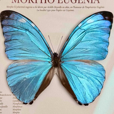 悠哉闪蝶蓝色进口真蝴蝶标本原蝶