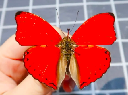 血漪蛱蝶真蝴蝶标本未展翅原蝶