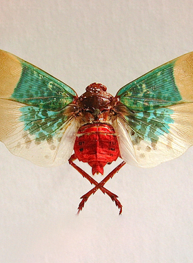 塞勒涅蜡蝉 Scamandra selene 未展翅原虫 昆虫标本 E009