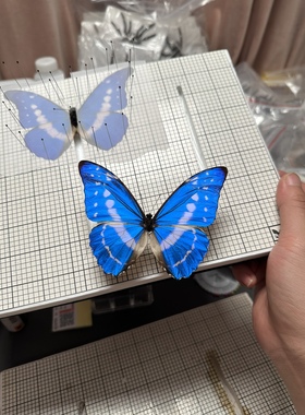 塞浦路斯闪蝶  Morpho cypris cypris 真蝴蝶标本未展翅原蝶A1/A-