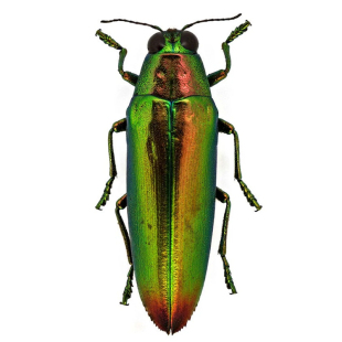 极光吉丁虫 chrysochroa aurora E002 未整姿原虫昆虫标本