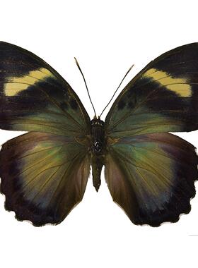 红村裙栎蛱蝶 Euphaedra xypete G027 未整姿原蝶进口真蝴蝶标本