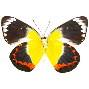 Delias timorensis moaensis蒂莫尔粉蝶 真蝴蝶标本未展翅原蝶A1