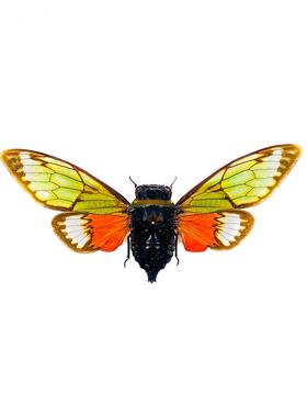 红绿彩蝉Salvazana imperialis Spread E015已展翅原虫真昆虫标本