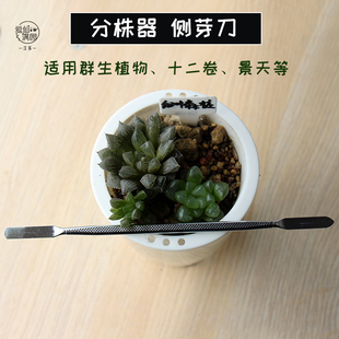 包邮侧芽刀十二卷多肉植物下苗刀不锈钢双头园艺工具分株器